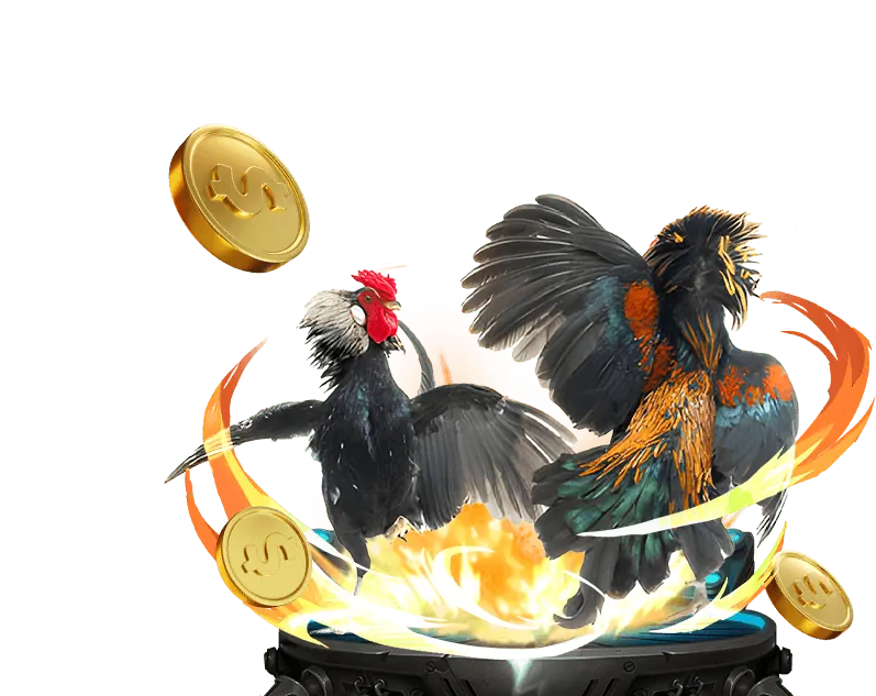 Bí quyết chọn gà chiến đỉnh cao